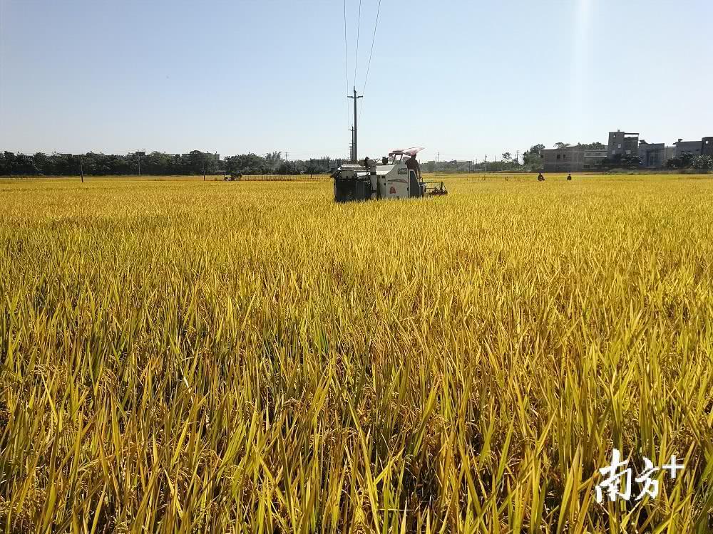 興寧新陂：精耕細(xì)作迎豐收，生態(tài)農(nóng)業(yè)促振興