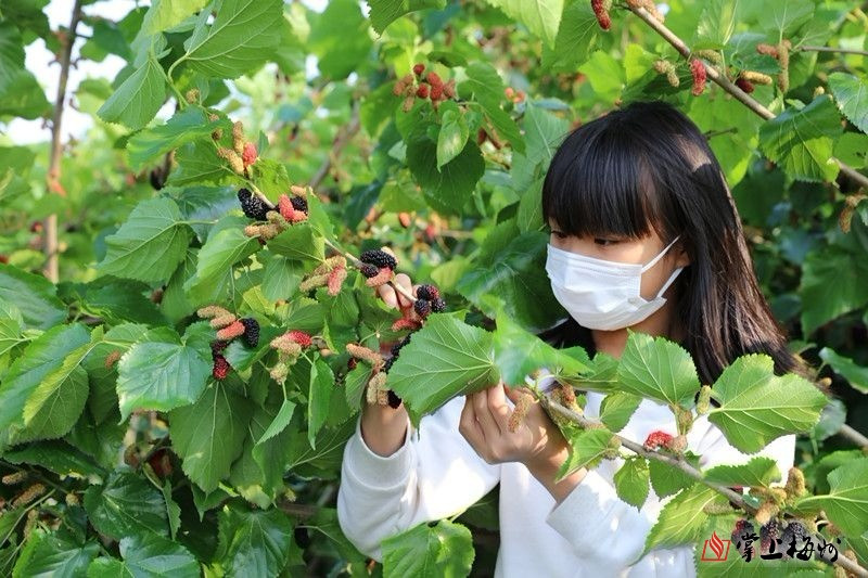 三月好春光，一起去興寧踏春采桑吧!