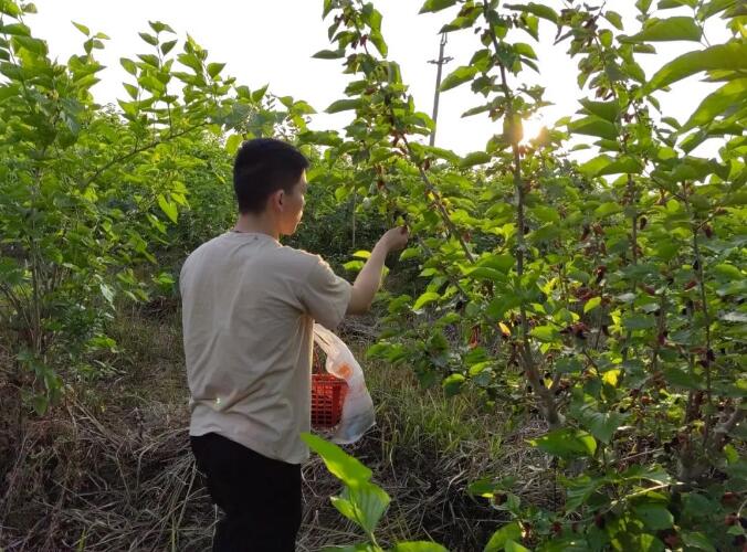 【鄉(xiāng)村振興】新陂新元村桑葚壓滿枝咯~！來場“家門口”的采摘之旅吧~！